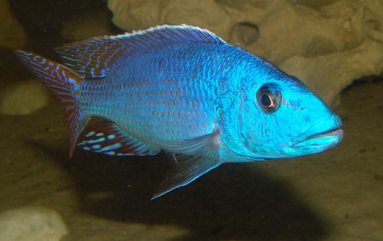 Nimbochromis fuscotaeniatus